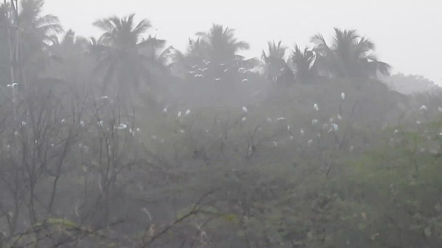 Eastern Cattle-Egret - ML629747509