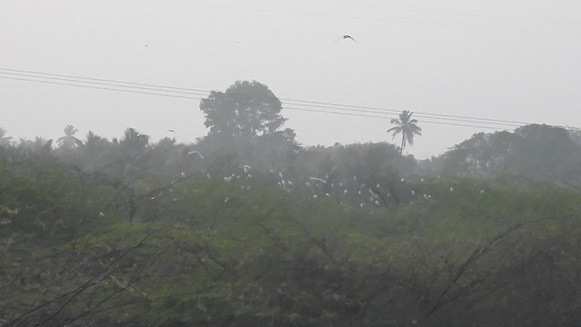 Eastern Cattle-Egret - ML629747510
