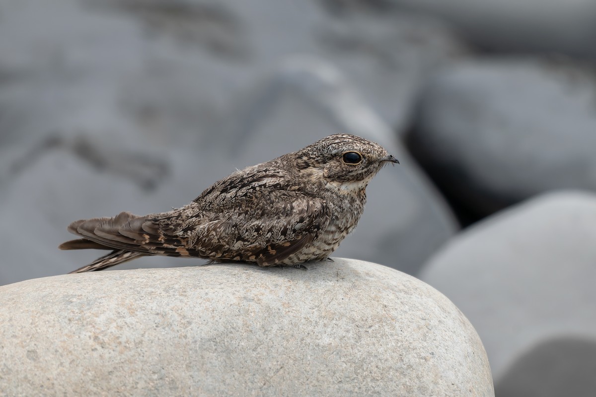 Lesser Nighthawk - ML629747532