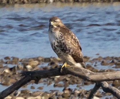アカオノスリ - ML629747548