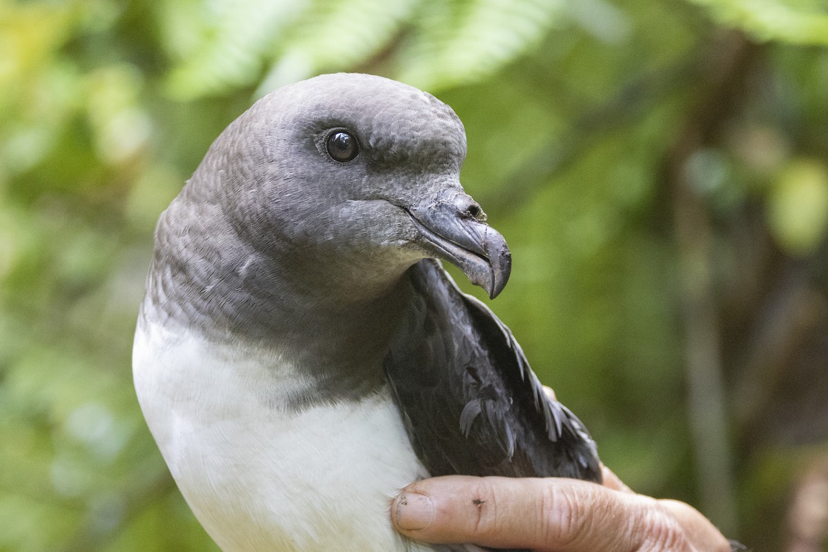 Magenta Petrel - ML629747556