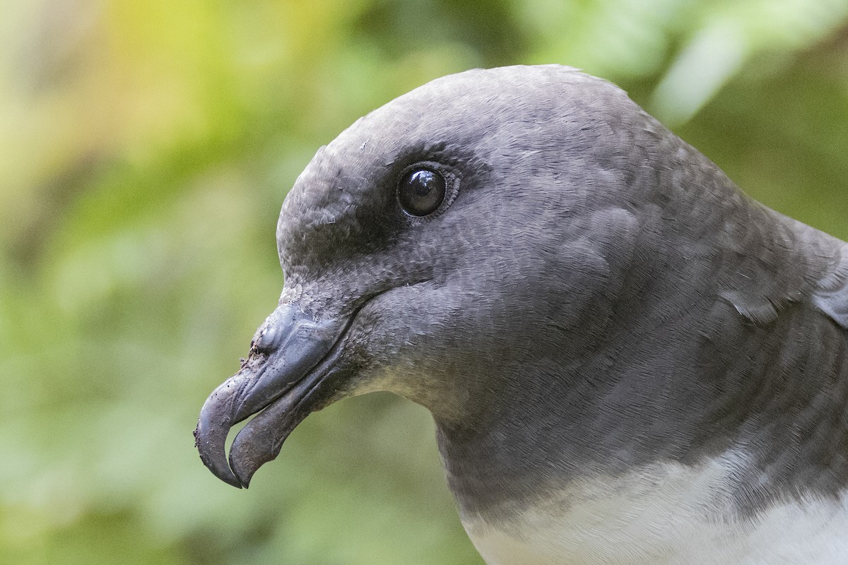Magenta Petrel - ML629747557