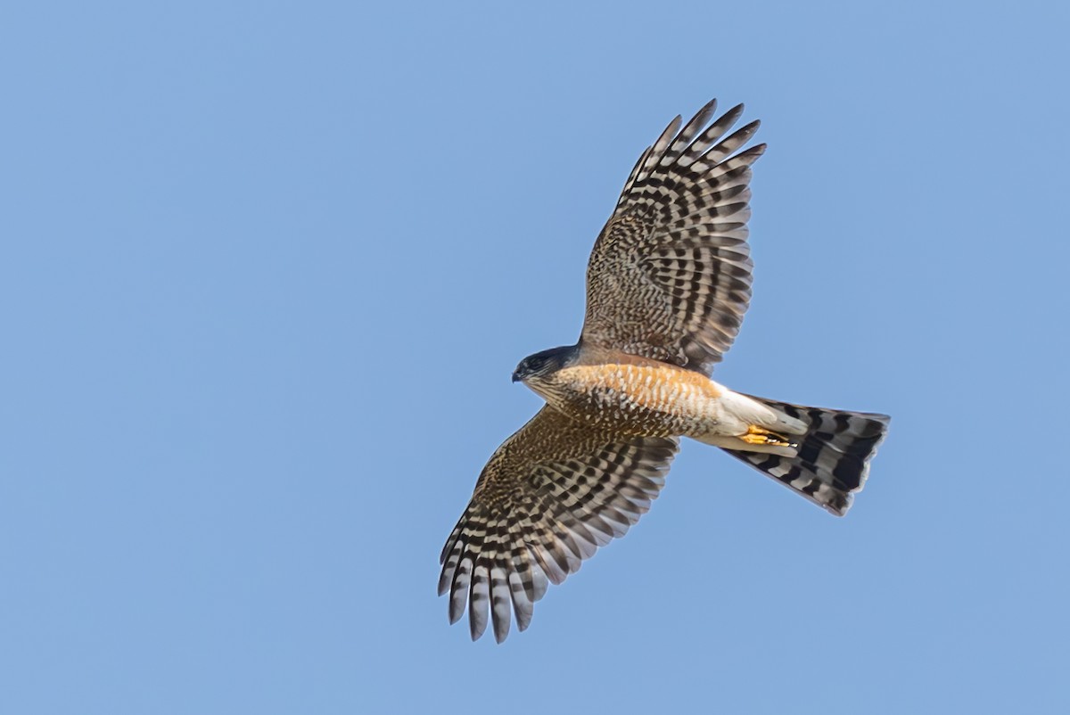 Sharp-shinned Hawk - ML629747576