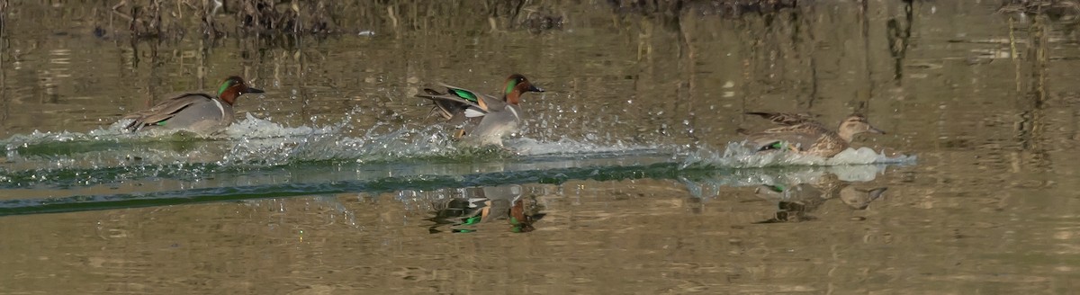 Green-winged Teal - ML629747595
