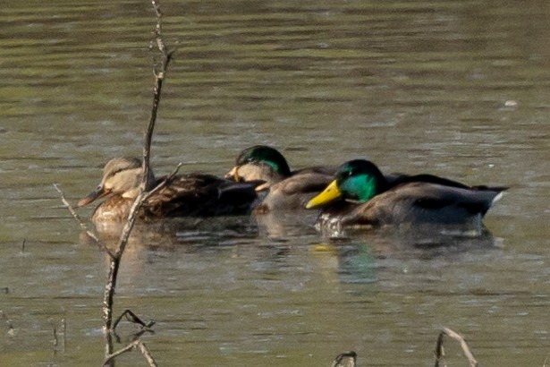 duck sp. - ML629747635