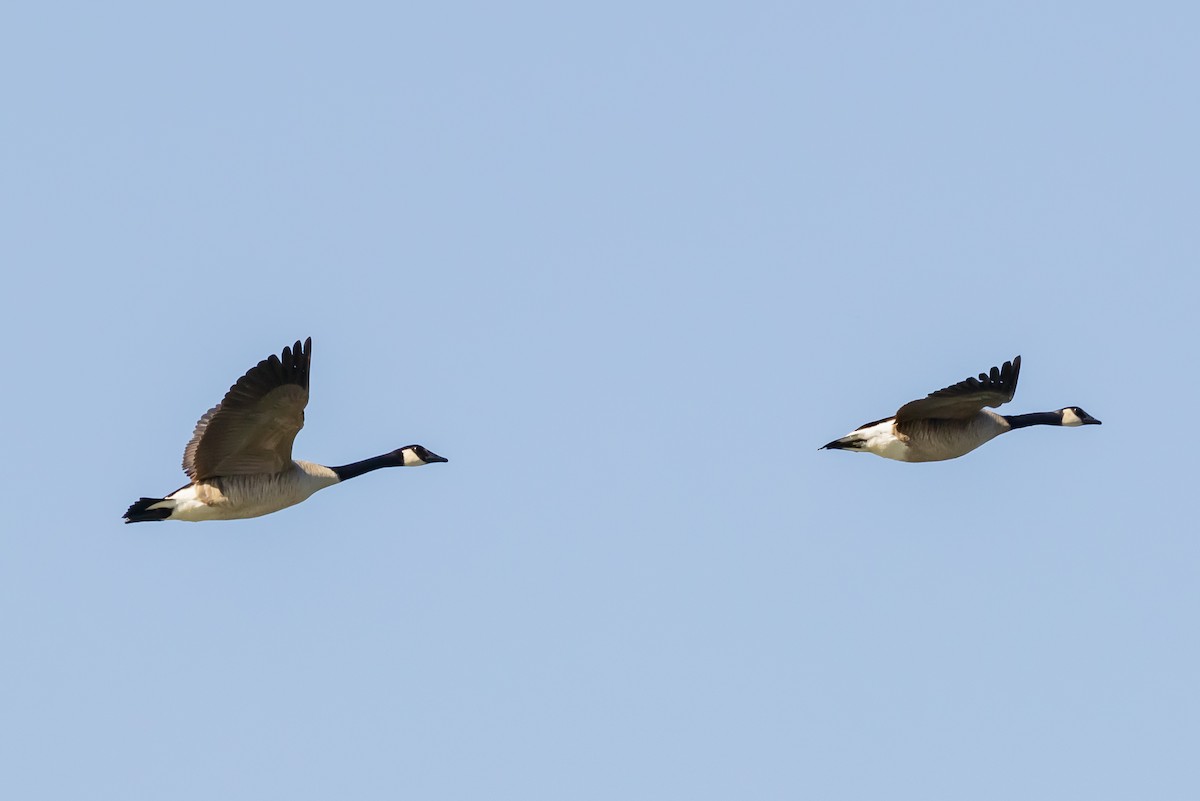 Canada Goose - ML629747736