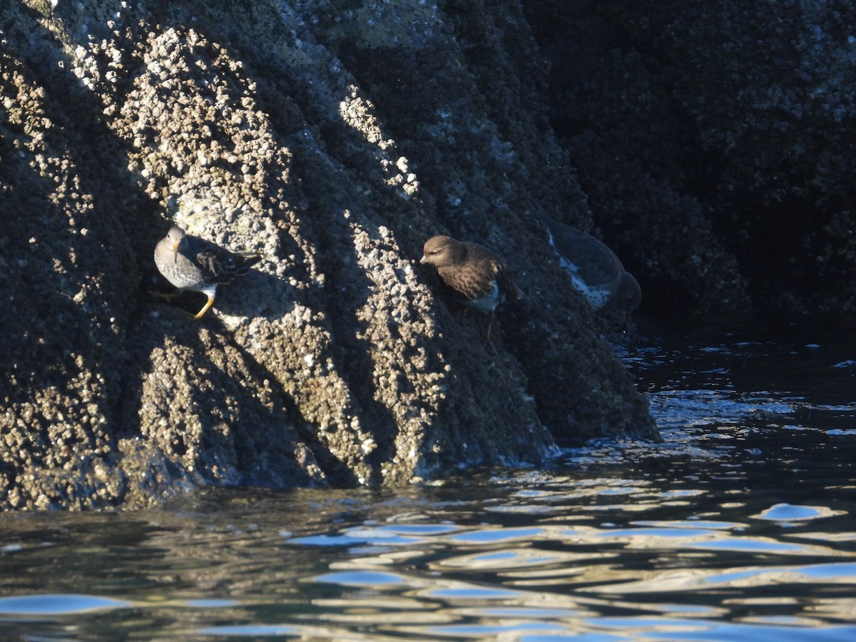 Rock Sandpiper - ML629747859