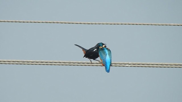 Common Kingfisher - ML629748229