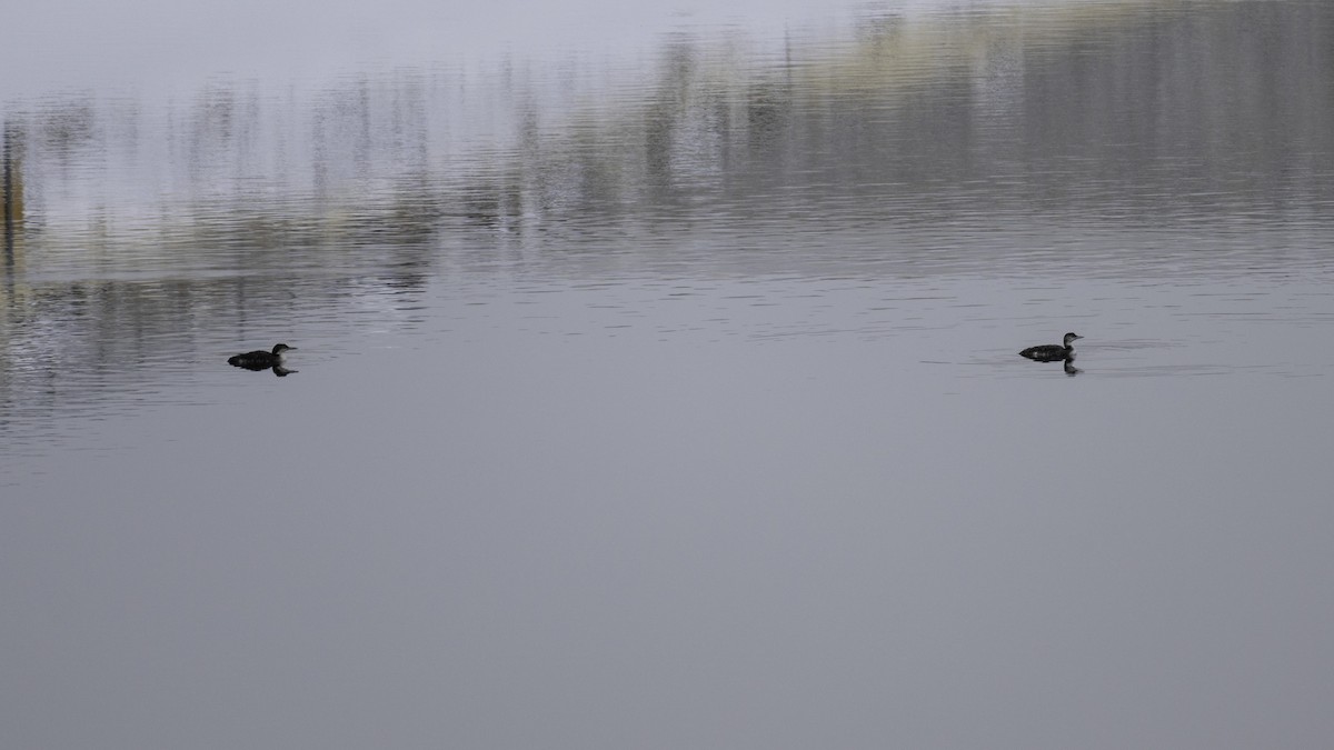 Common Loon - ML629748236