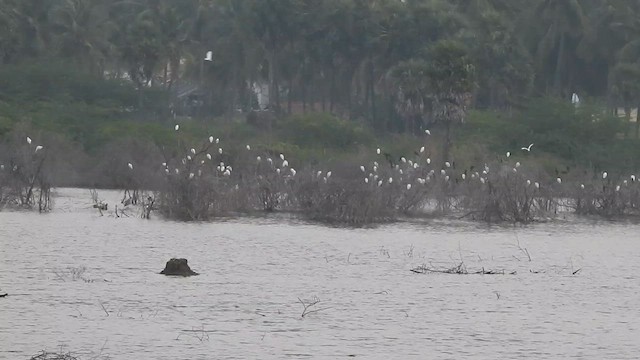 Eastern Cattle-Egret - ML629748669
