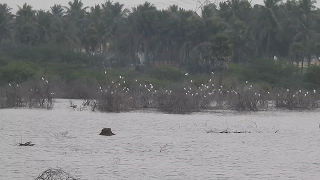 Eastern Cattle-Egret - ML629748675