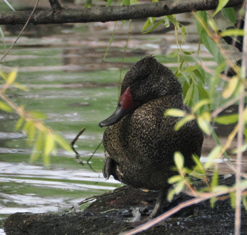 Stictonette tachetée - ML629748914