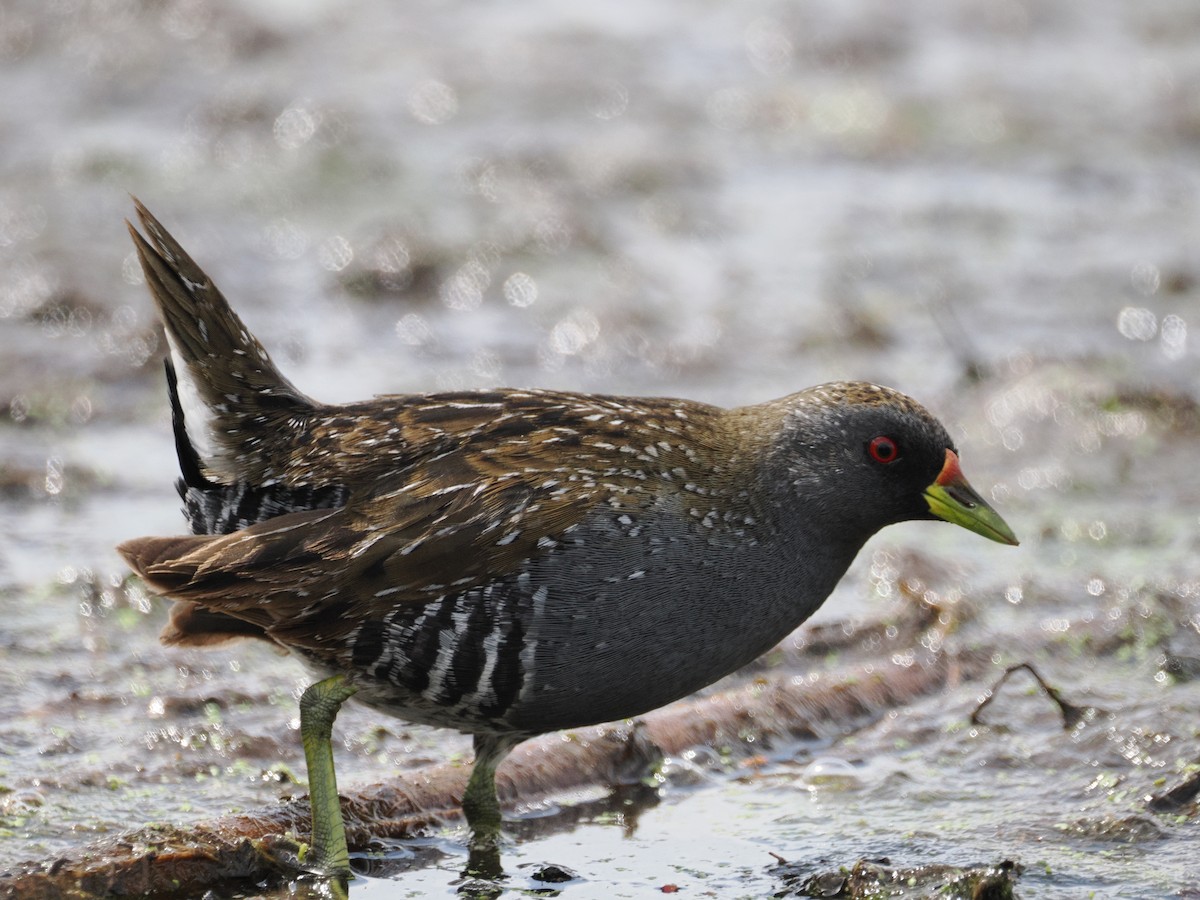 Marouette d'Australie - ML629748948