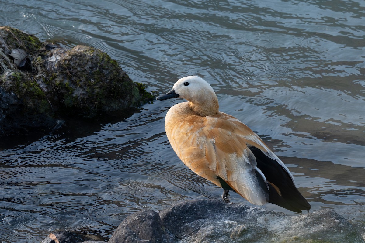 Ruddy Shelduck - ML629748966
