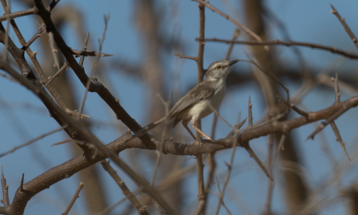 Pale Prinia - ML629749090