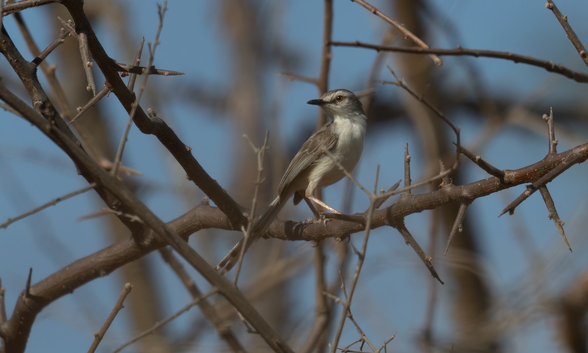 Pale Prinia - ML629749092