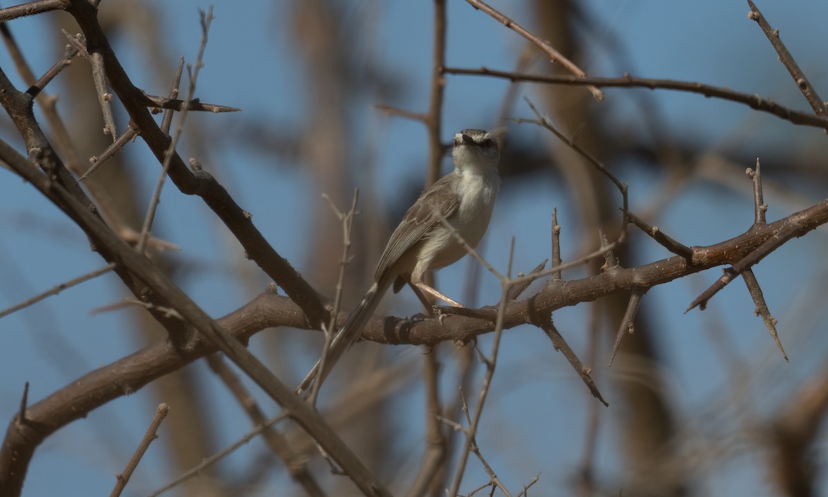 Pale Prinia - ML629749094