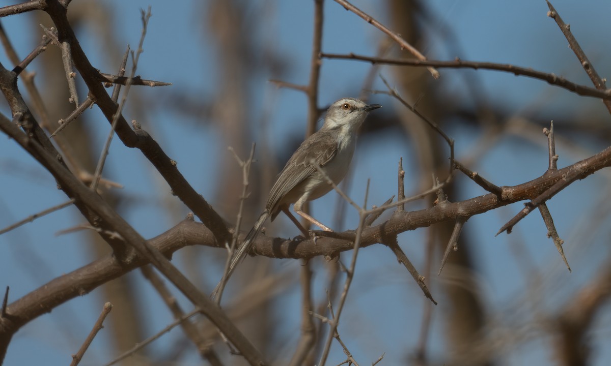 Pale Prinia - ML629749095