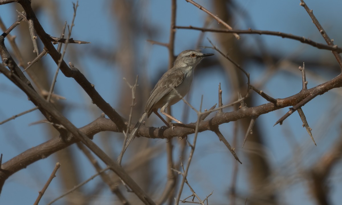 Pale Prinia - ML629749096