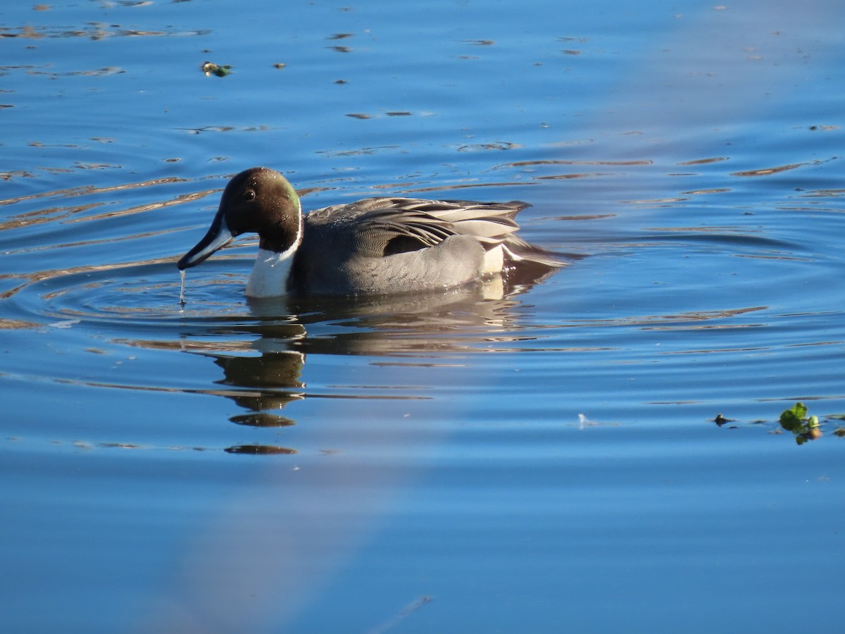 Canard pilet - ML629749239