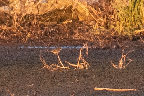 Semipalmated Plover - ML629749377