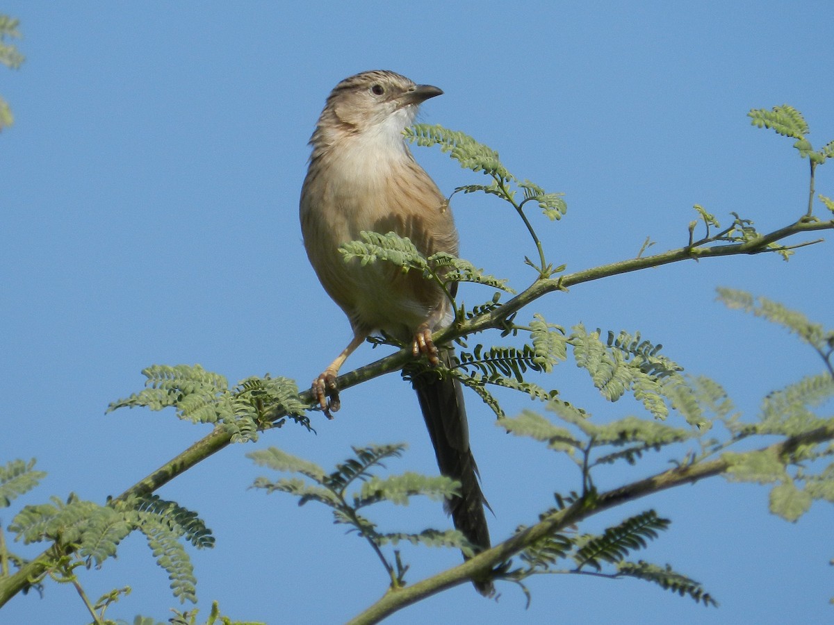 Jungle Prinia - ML629749414
