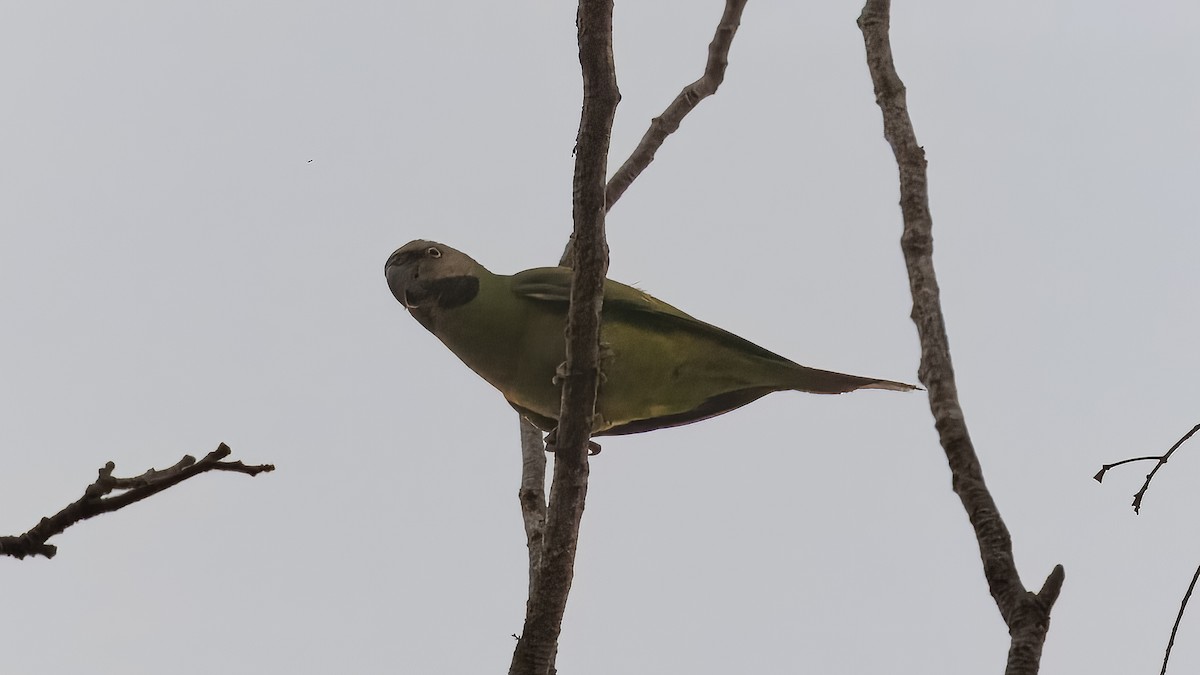 Red-breasted Parakeet - ML629749458