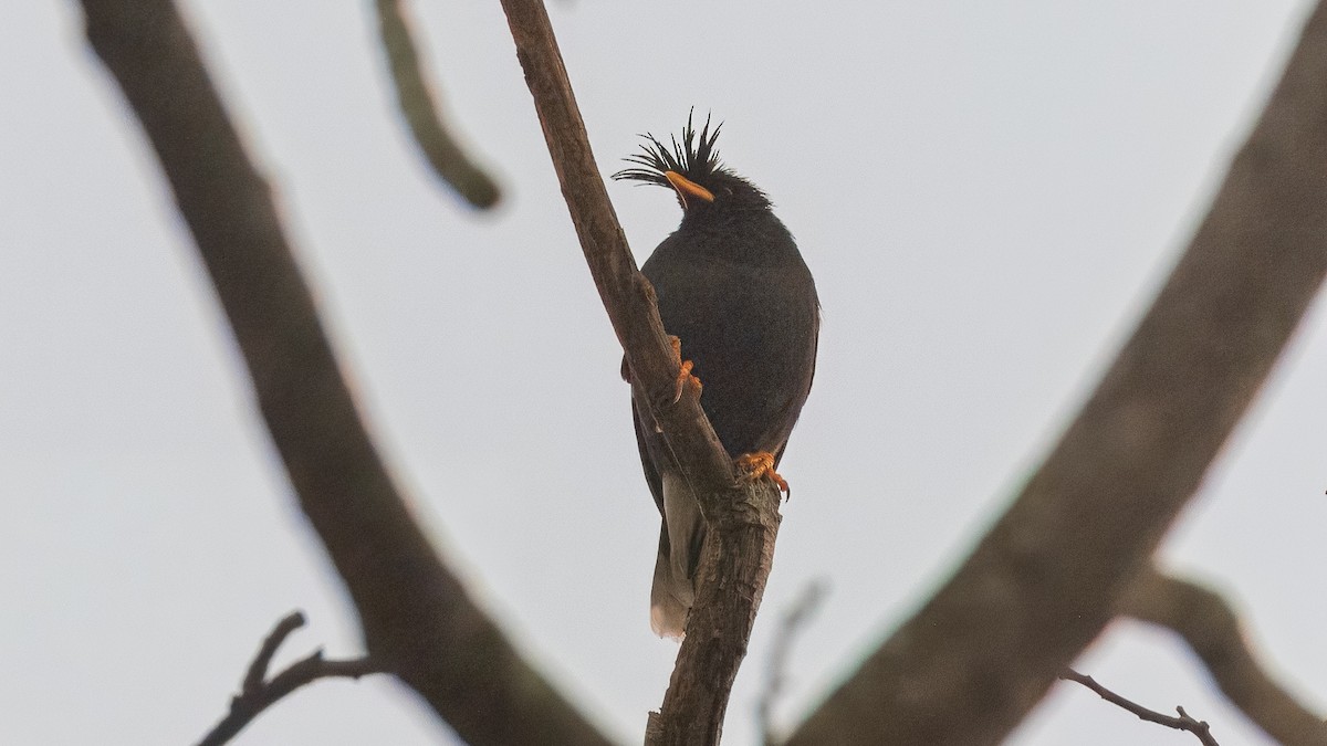 Great Myna - ML629749554