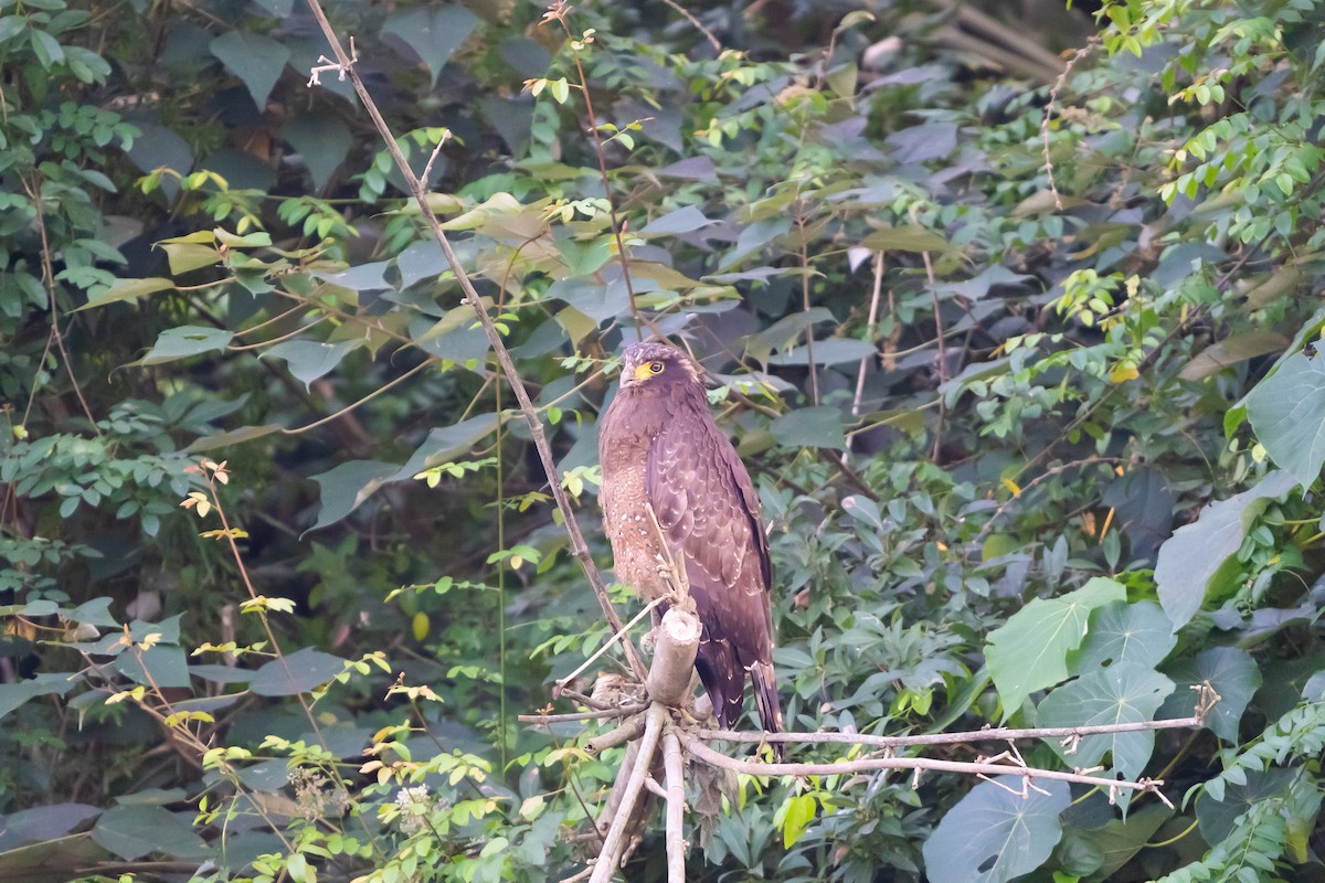 Crested Serpent-Eagle (Crested) - ML629749570
