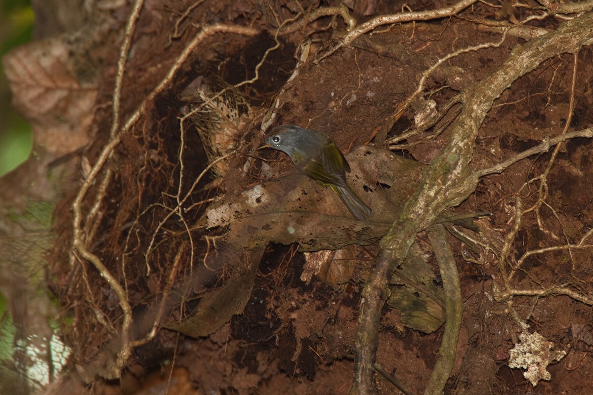 Chestnut-crowned Warbler - ML629749741