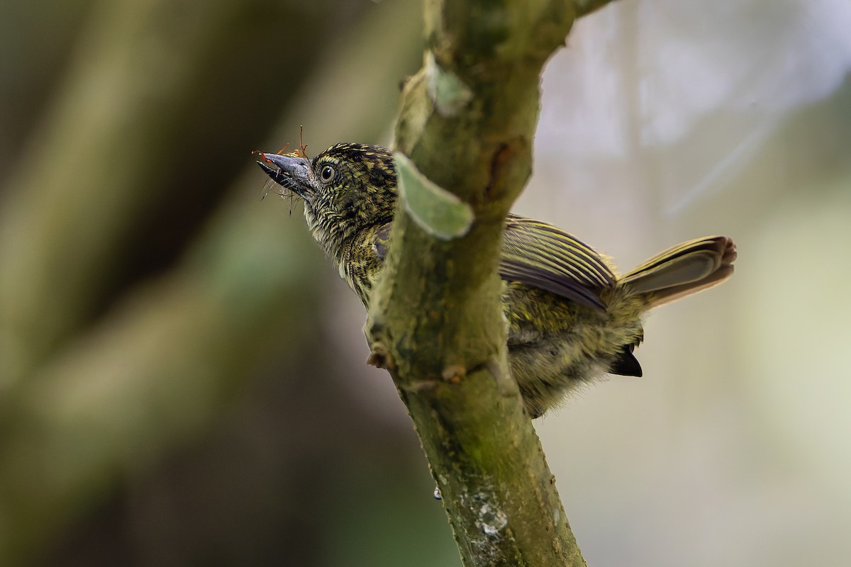Speckled Tinkerbird - ML629749777