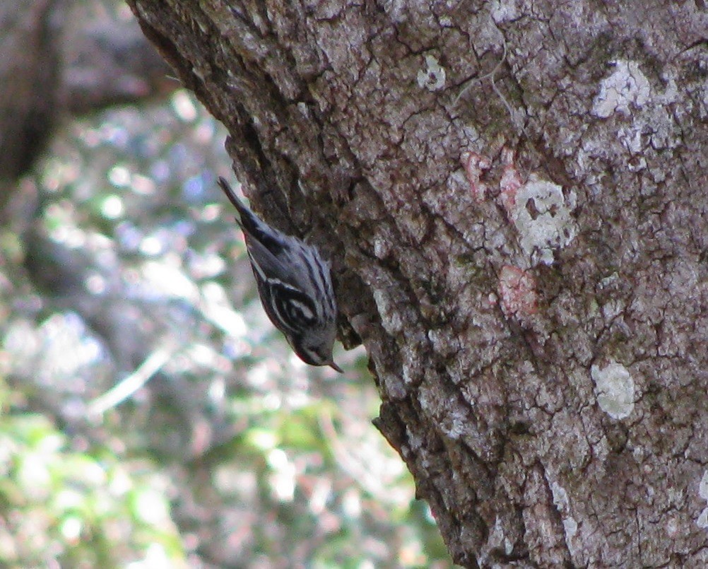 Black-and-white Warbler - ML629749923