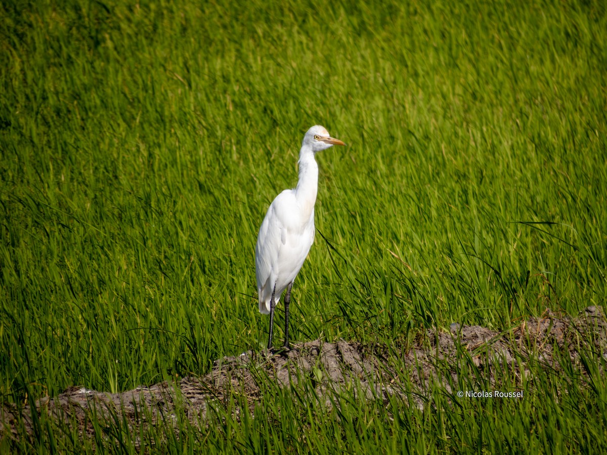 Eastern Cattle-Egret/Medium Egret - ML629750116