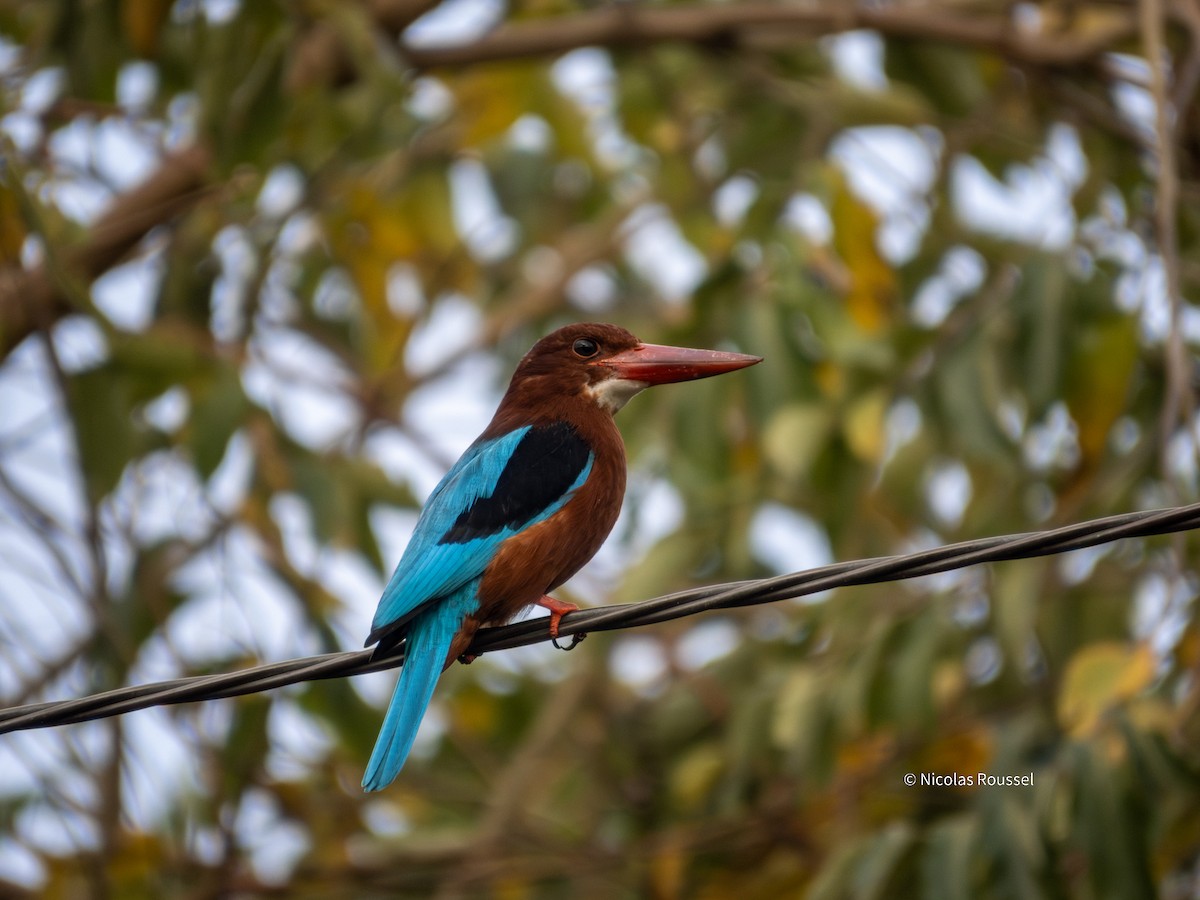 Brown-breasted Kingfisher - ML629750118