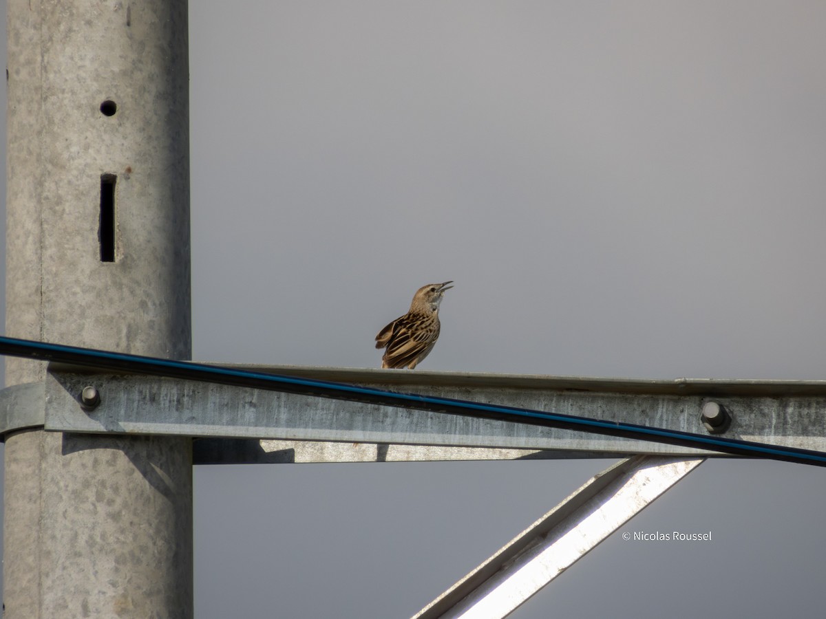 Striated Grassbird - ML629750122