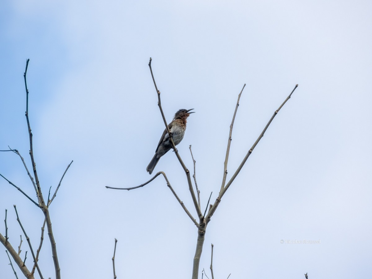 Philippine Bulbul - ML629750126