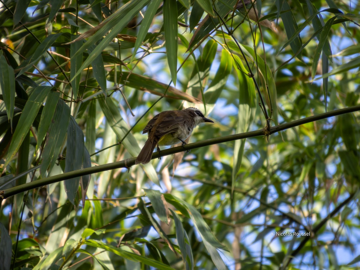 Yellow-vented Bulbul - ML629750135