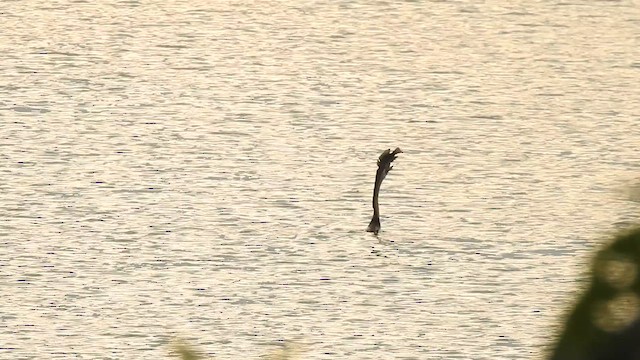 Oriental Darter - ML629750297