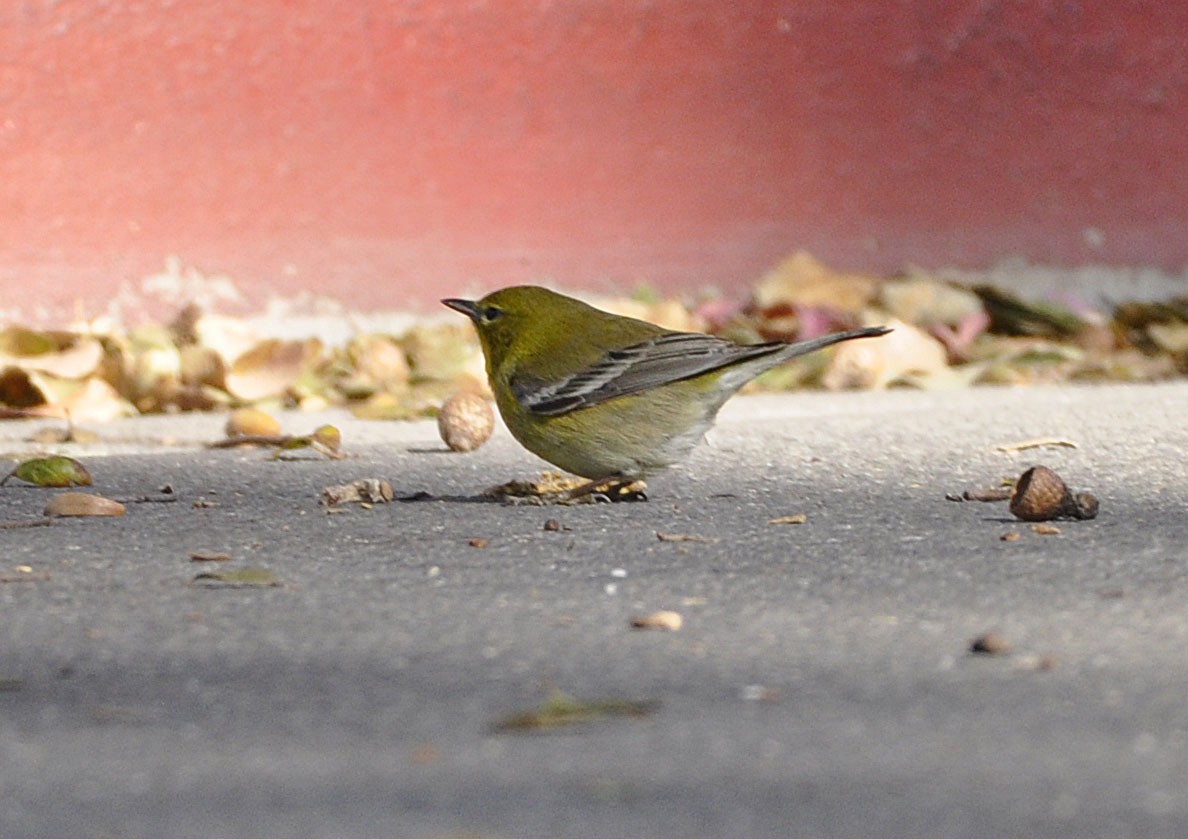 Pine Warbler - ML629750518