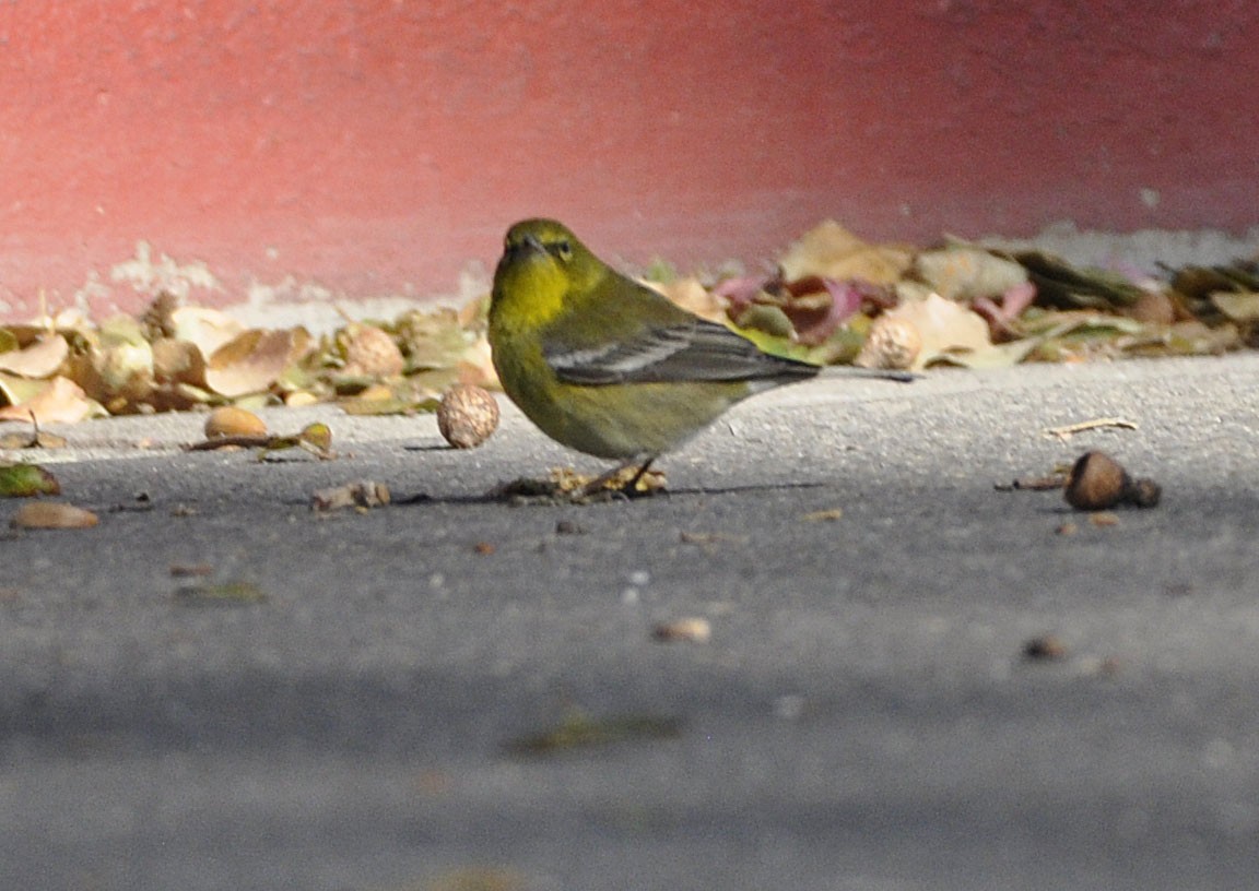 Pine Warbler - ML629750519
