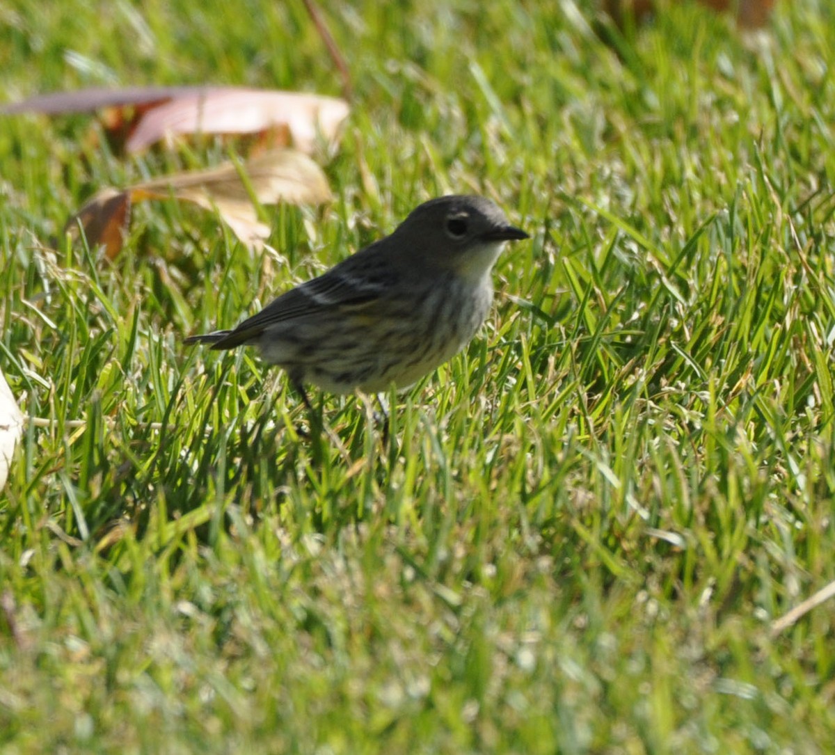 Yellow-rumped Warbler - ML629750526