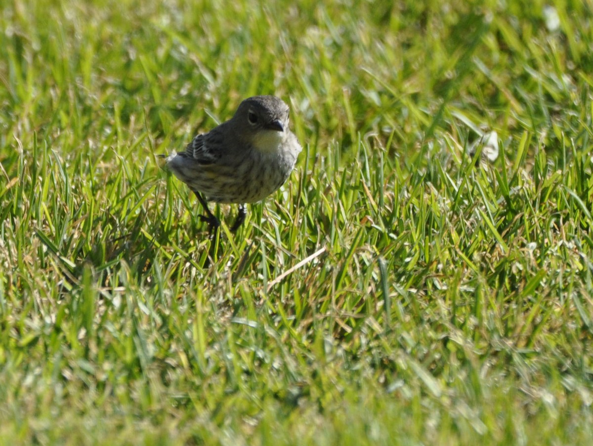Yellow-rumped Warbler - ML629750527