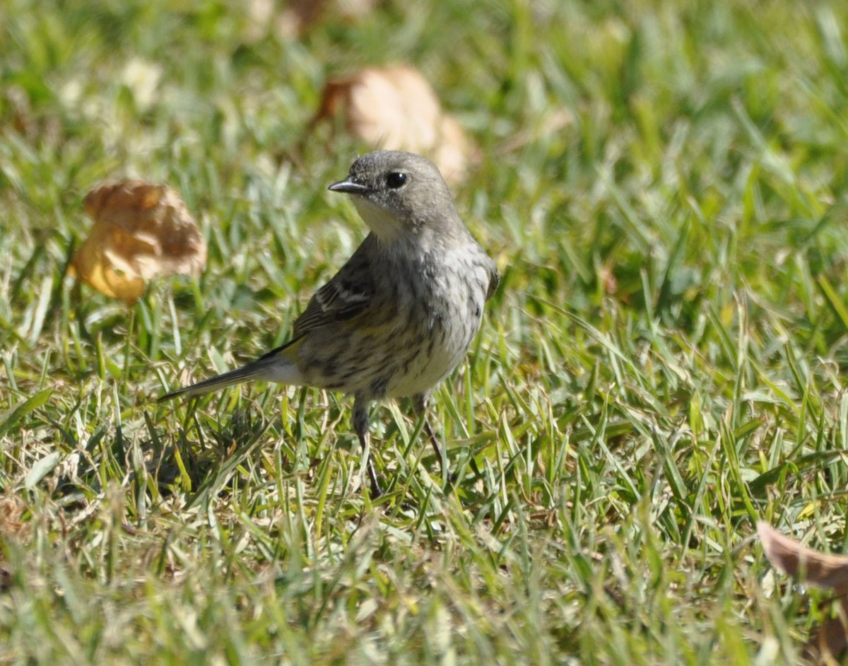 Yellow-rumped Warbler - ML629750528