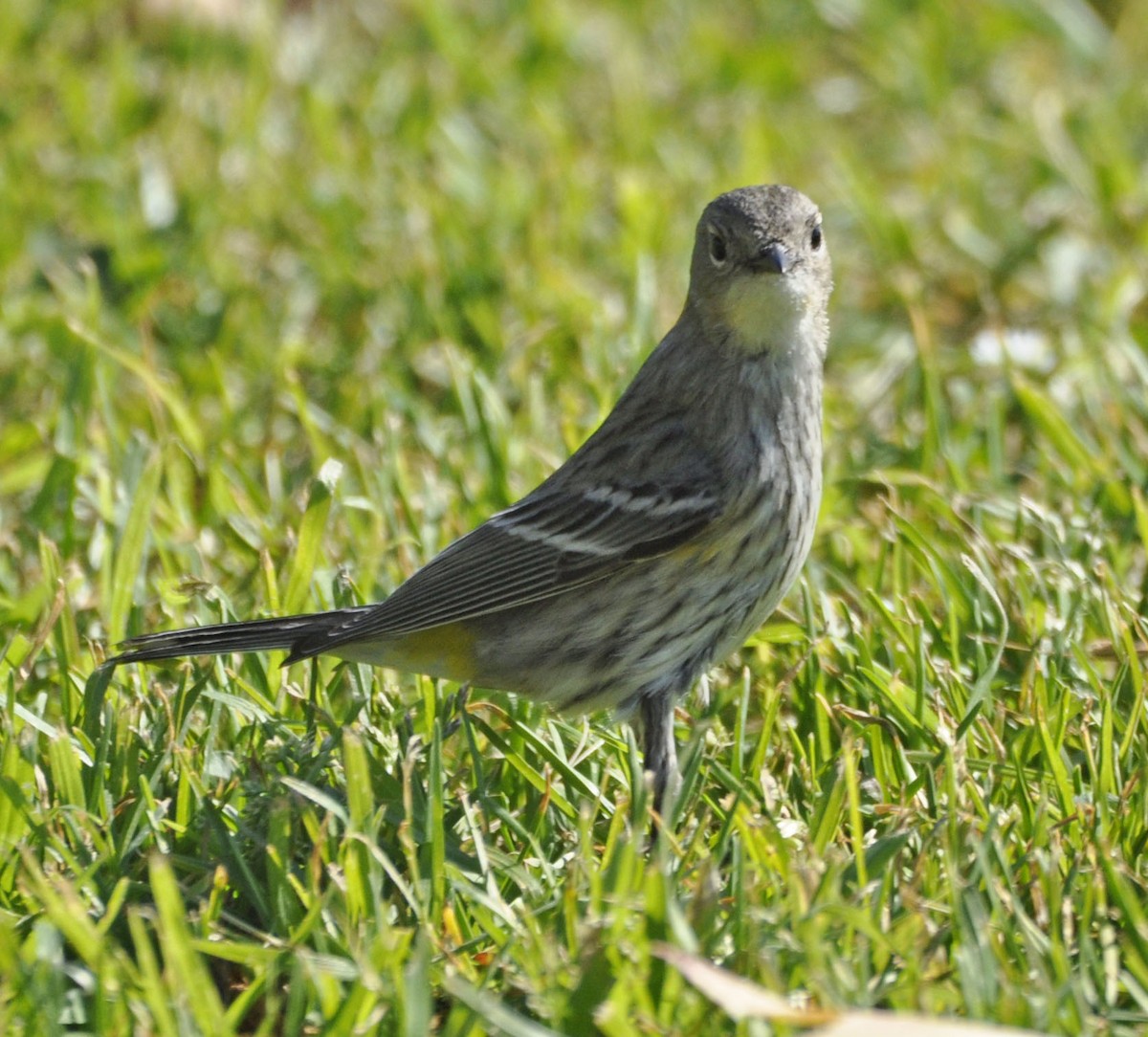 Yellow-rumped Warbler - ML629750529