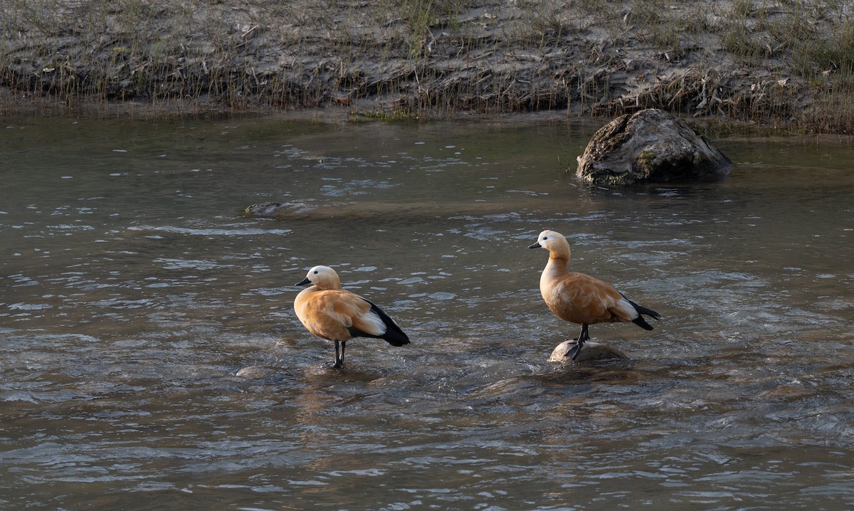 Ruddy Shelduck - ML629750700