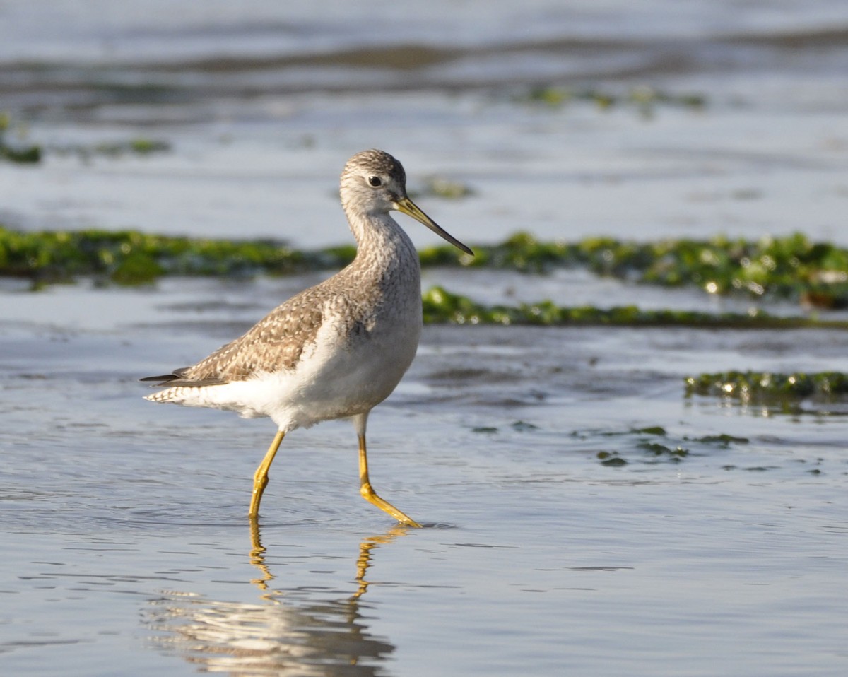 Greater Yellowlegs - ML629750739