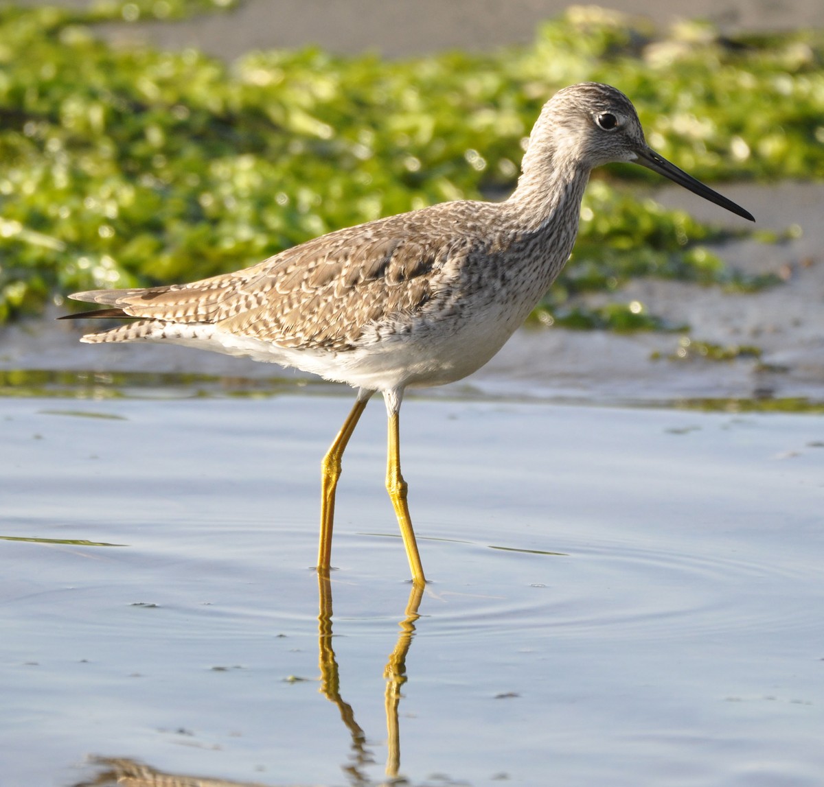 Greater Yellowlegs - ML629750742