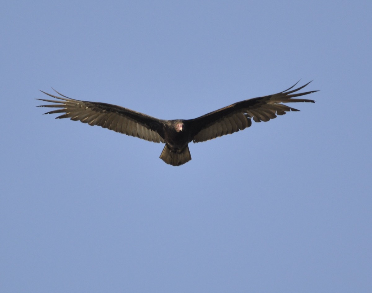 Turkey Vulture - ML629750765