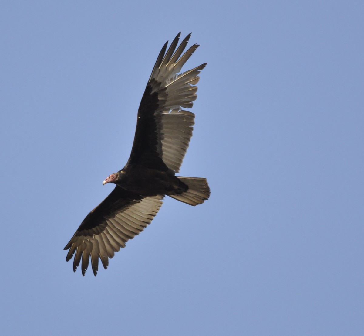 Turkey Vulture - ML629750766