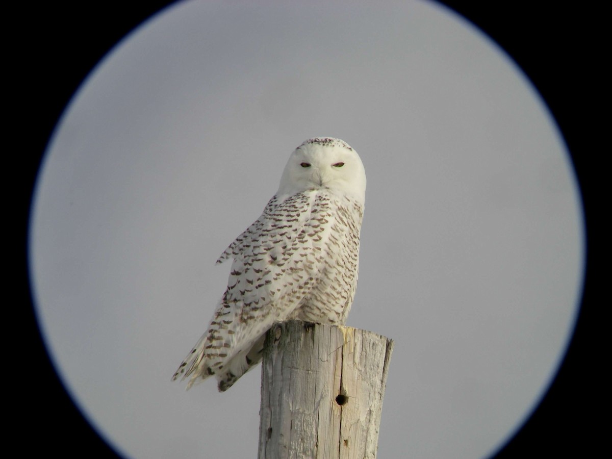 Snowy Owl - ML629751225